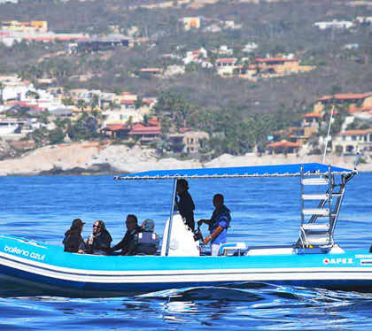 cabo zodiac whale tour boat
