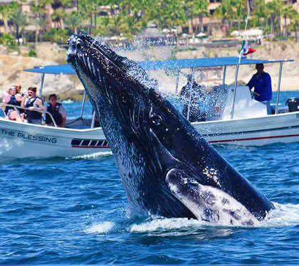 cabo group whale watching tour