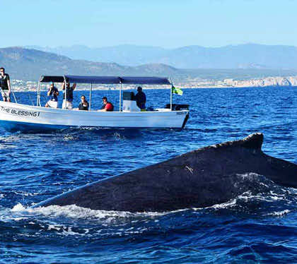 cabo private whale watching tour