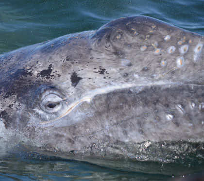 gray whale at puerto chale