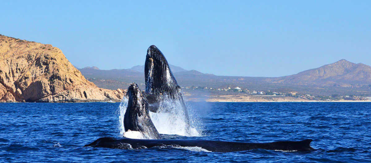 cabo whale sightning