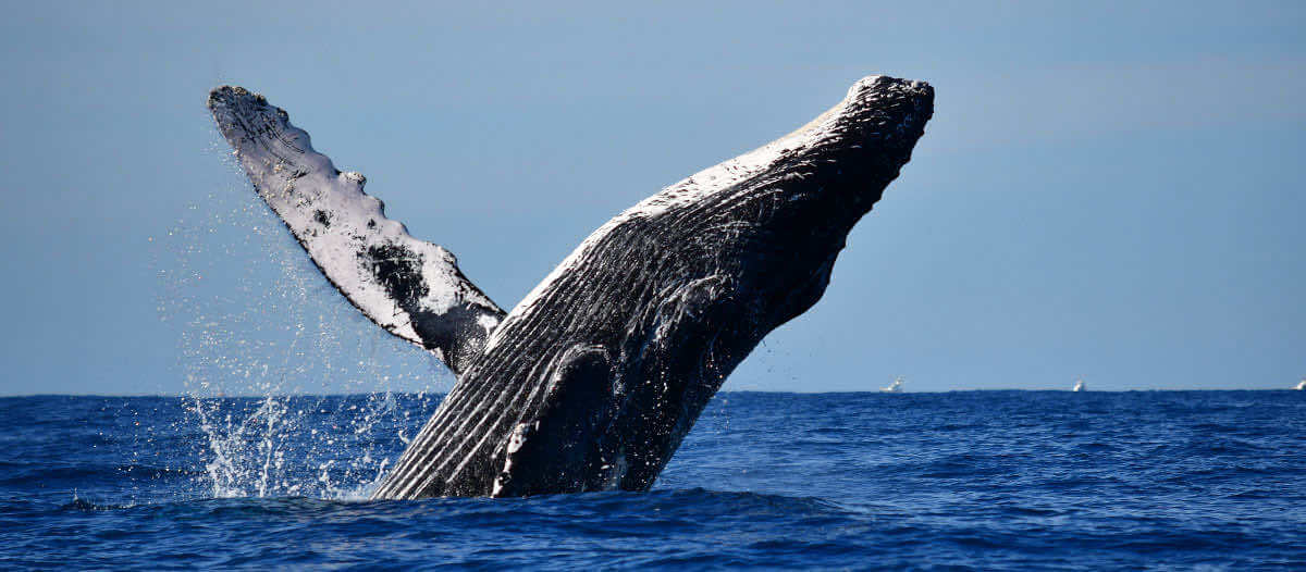 cabo group tour whale shight