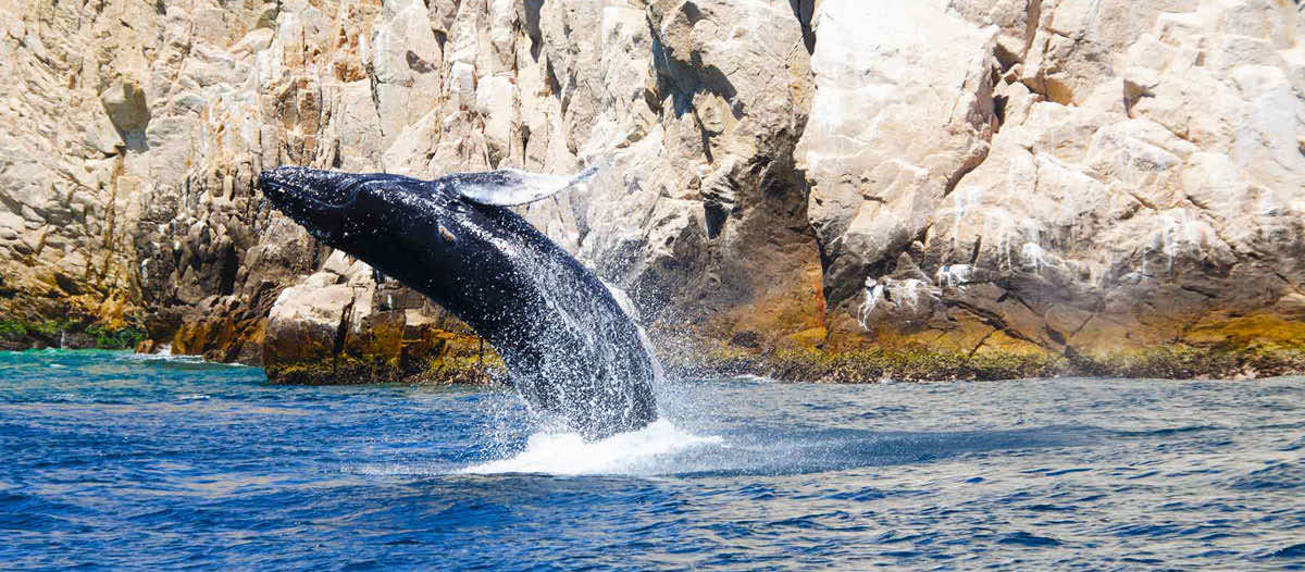 cabo whale sightning